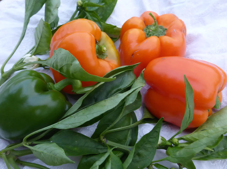 Fresh orange and green bell peppers with vibrant green leaves on a white surface. Healthy garden harvest.