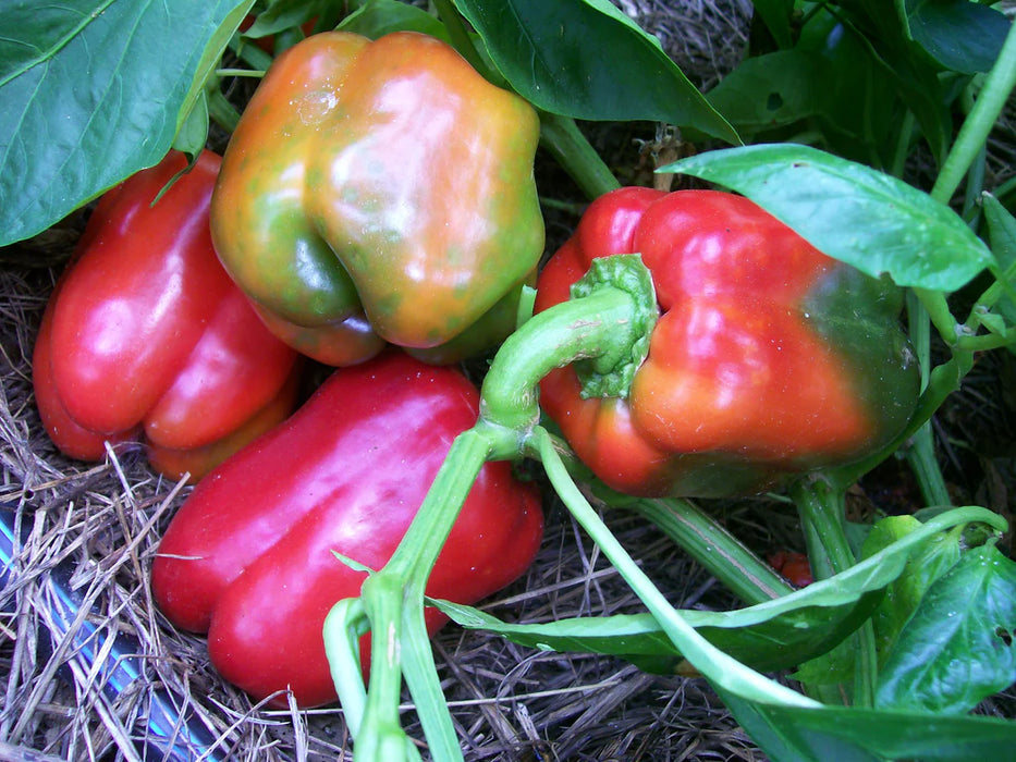 Vibrant red, green, and orange bell peppers ripening on a garden plant, surrounded by lush leaves and straw.