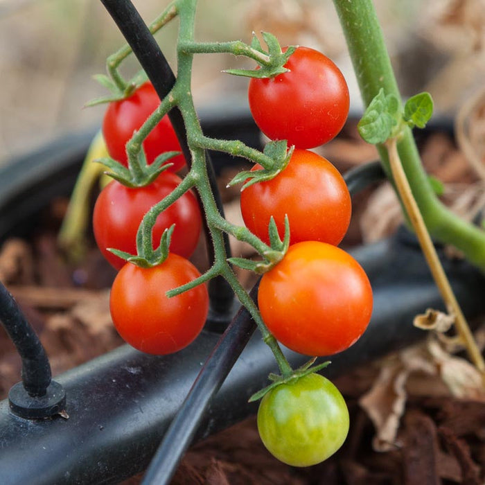 Ripe red, orange, and green cherry tomatoes growing on a vine with a drip irrigation system. Fresh garden produce.