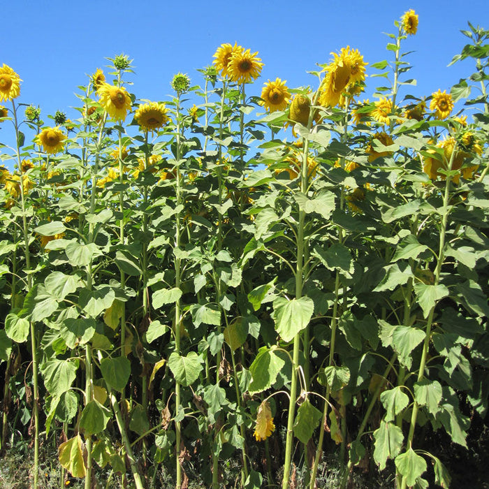 Tall yellow sunflowers in a lush green field under a bright blue sky. Summer farm landscape.