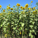 Tall yellow sunflowers in a lush green field under a bright blue sky. Summer farm landscape.