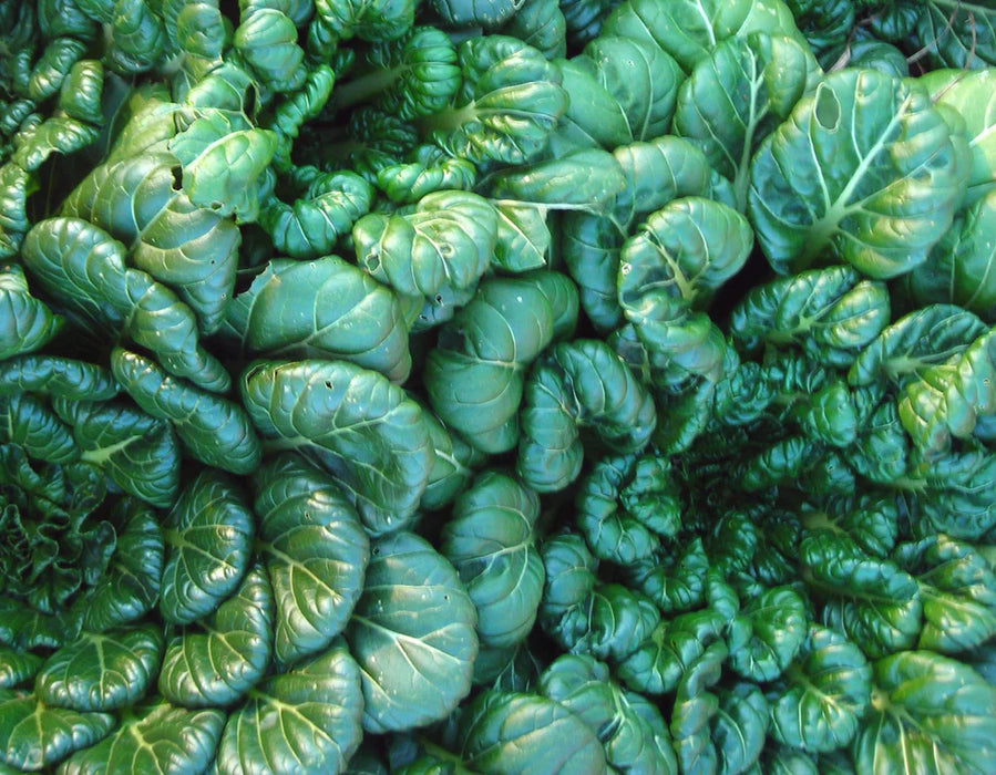 Fresh dark green tatsoi leaves, vibrant, healthy Asian leafy greens.