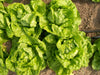 Fresh green butterhead lettuce heads growing in a garden bed with soil and drip irrigation.