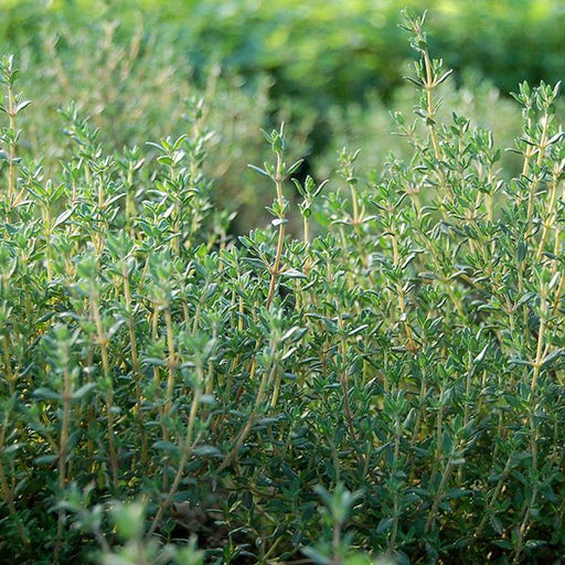 Close-up of lush green thyme plants, a fragrant culinary herb growing outdoors.