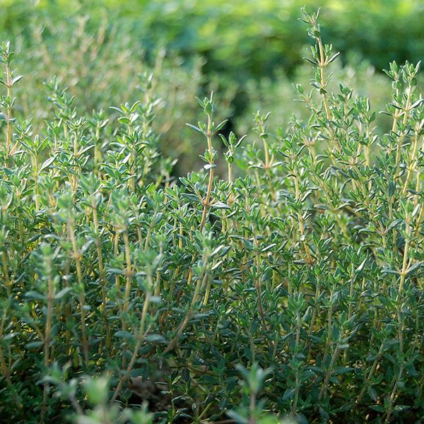 Close-up of lush green thyme plants, a fragrant culinary herb growing outdoors.