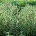 Close-up of lush green thyme plants, a fragrant culinary herb growing outdoors.