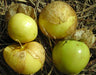 Four fresh green and yellow tomatillos, some still in papery husks, on dry ground.