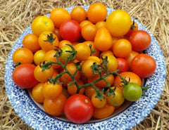 Heirloom cherry tomatoes: vibrant red, orange, yellow, green, on vines in blue bowl. Fresh garden harvest.