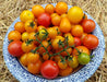 Heirloom cherry tomatoes: vibrant red, orange, yellow, green, on vines in blue bowl. Fresh garden harvest.