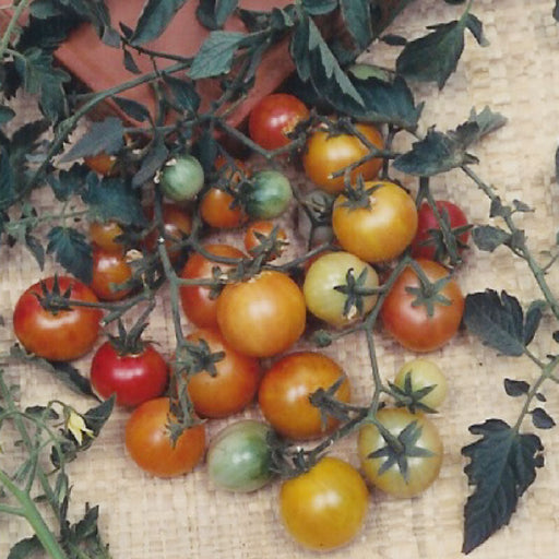 Cherry tomatoes on vine, ripening from green to yellow, orange, and red. Fresh garden harvest.
