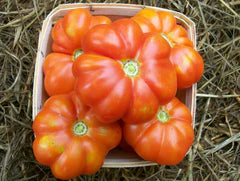 Basket of ripe, vibrant orange heirloom tomatoes on straw. Fresh summer garden harvest.