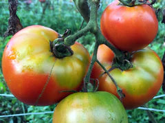 Fresh, ripening tomatoes on the vine in a home garden. Red, orange, and green tomatoes growing.