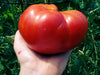 Large, ripe red beefsteak tomato held in hand with green garden foliage.