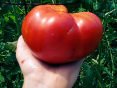 Large, ripe red beefsteak tomato held in hand with green garden foliage.