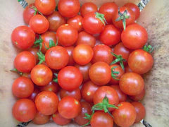 Abundant harvest of vibrant red cherry tomatoes with green stems in a basket. Fresh, organic garden produce.