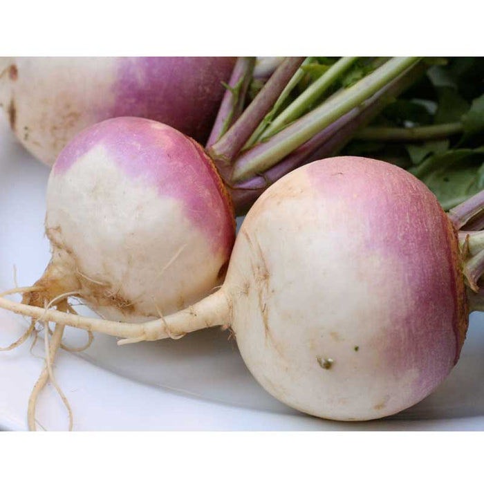 Fresh purple top white globe turnips with green stems and roots on white. Delicious, healthy root vegetables.