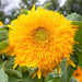 Bright yellow 'Teddy Bear' sunflower in full bloom, featuring dense, shaggy petals and vibrant green leaves.