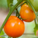 Ripe orange tomatoes growing on a green vine in a garden. Fresh, homegrown produce.
