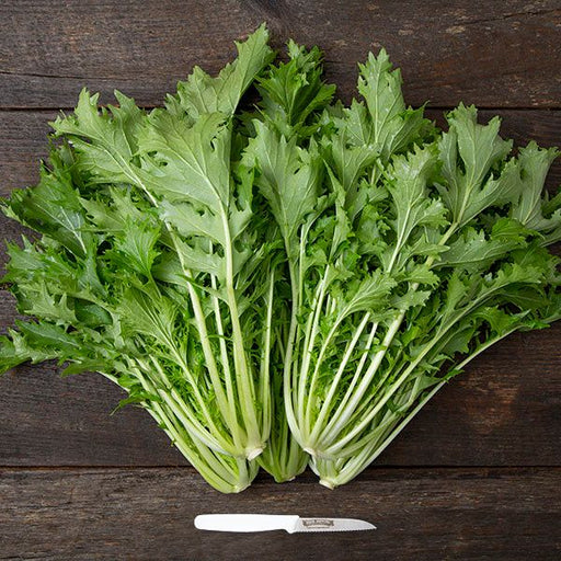 Two bunches of fresh, vibrant green Mizuna Japanese mustard greens on dark wood, with a small knife.