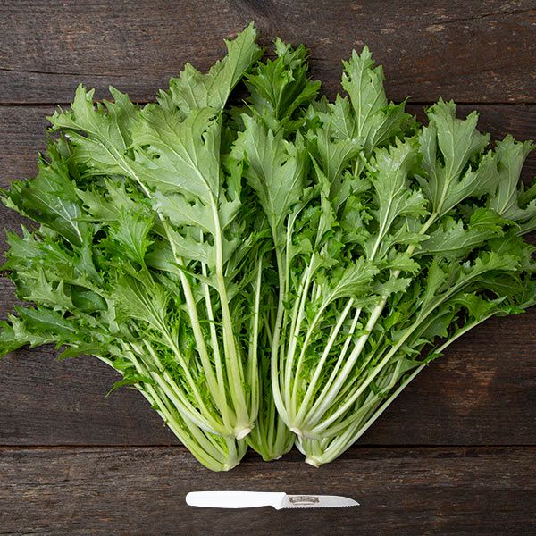 Two bunches of fresh, vibrant green Mizuna Japanese mustard greens on dark wood, with a small knife.