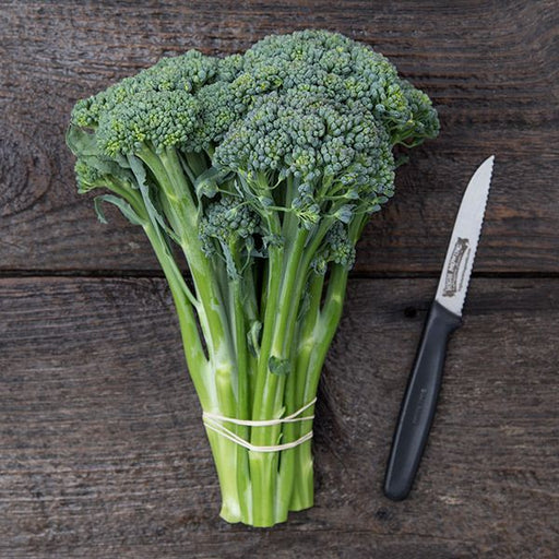 Fresh broccolini bunch tied with rubber band next to a serrated knife on a rustic wooden table. Healthy green vegetable.