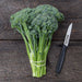 Fresh broccolini bunch tied with rubber band next to a serrated knife on a rustic wooden table. Healthy green vegetable.