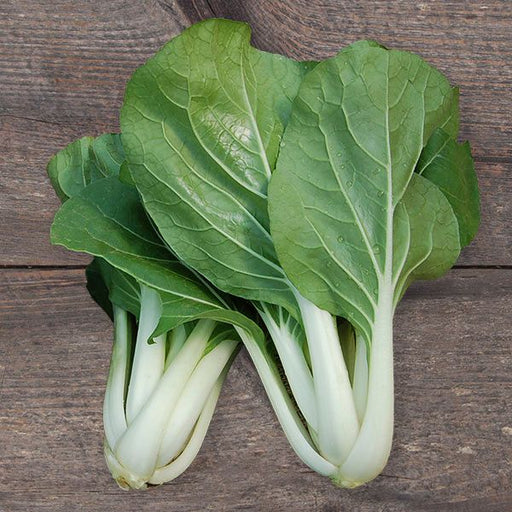 Fresh green Bok Choy vegetable (Pak Choi) with white stalks on a rustic wooden background.