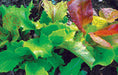 Vibrant red and green leaf lettuce. Fresh mixed salad greens ready for harvest.