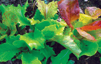 Vibrant red and green leaf lettuce. Fresh mixed salad greens ready for harvest.