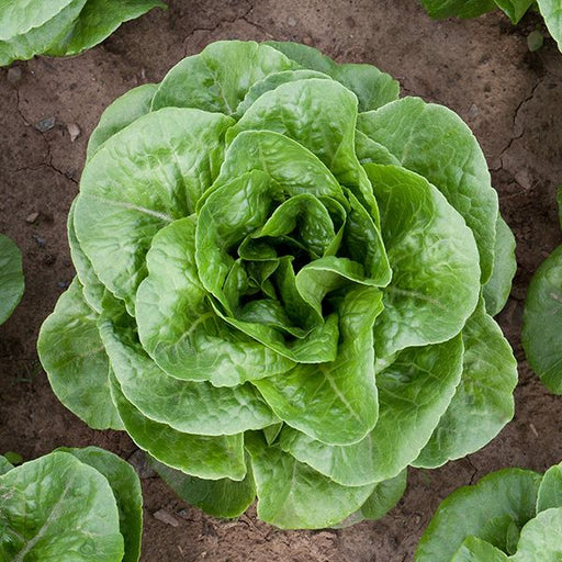 Vibrant green lettuce plant growing in garden soil. Fresh, crisp, healthy vegetable.
