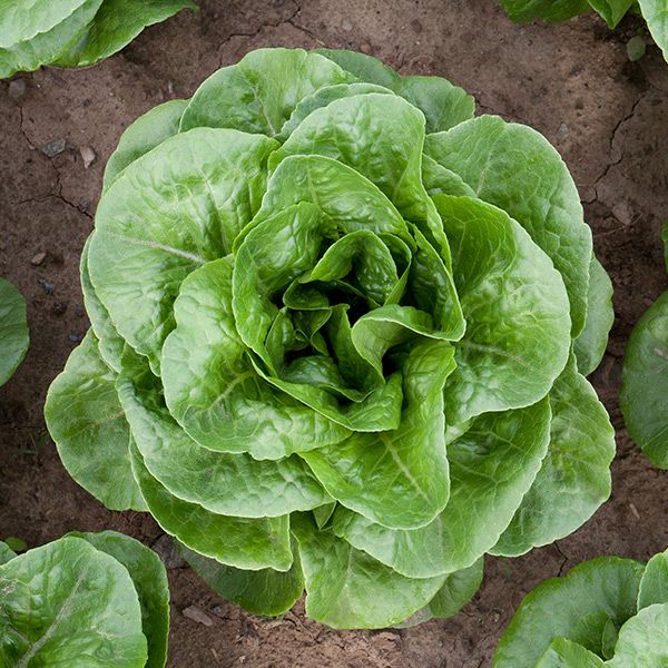 Vibrant green lettuce plant growing in garden soil. Fresh, crisp, healthy vegetable.