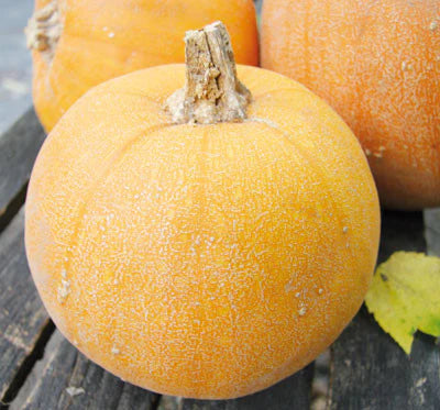 Pale orange pumpkin with a textured, dusty skin and stem on a rustic wood surface, with other gourds.
