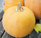 Pale orange pumpkin with a textured, dusty skin and stem on a rustic wood surface, with other gourds.