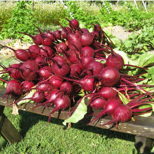 Freshly harvested red beets with green leaves piled on a wooden bench in a garden.