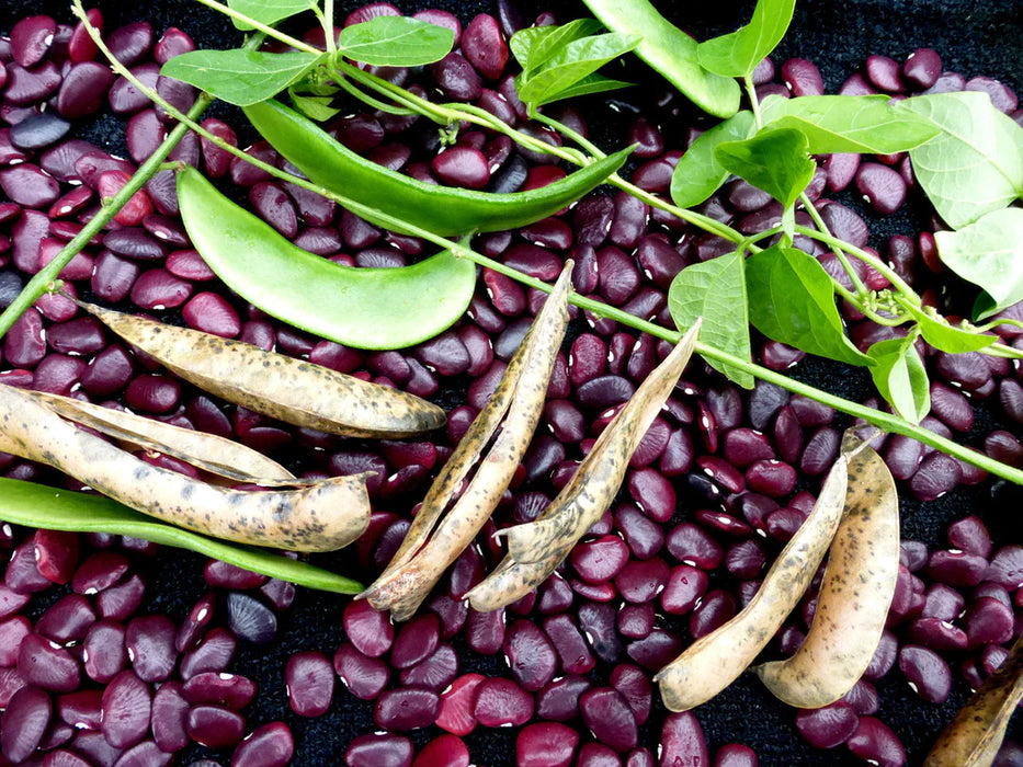 Red kidney beans, fresh green pods, dried husks, and a leafy bean plant vine.