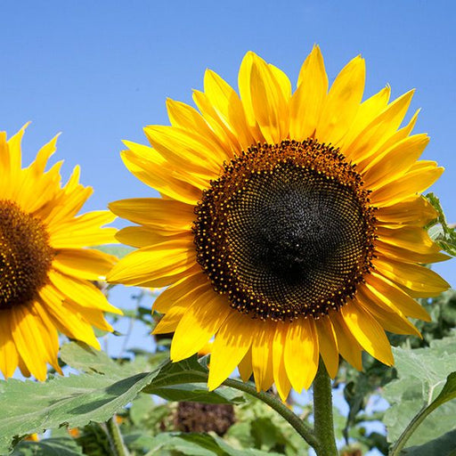 Vibrant yellow sunflower with dark seeds, another bloom, green leaves, under a blue sky.