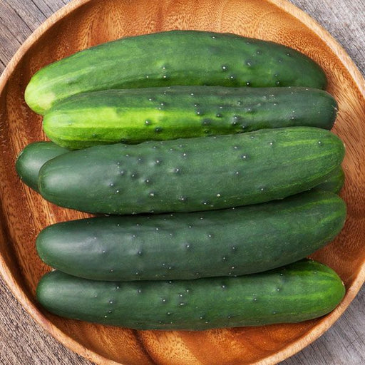 Fresh green cucumbers with bumpy skin in a rustic wooden bowl. Healthy garden vegetables, crisp produce.