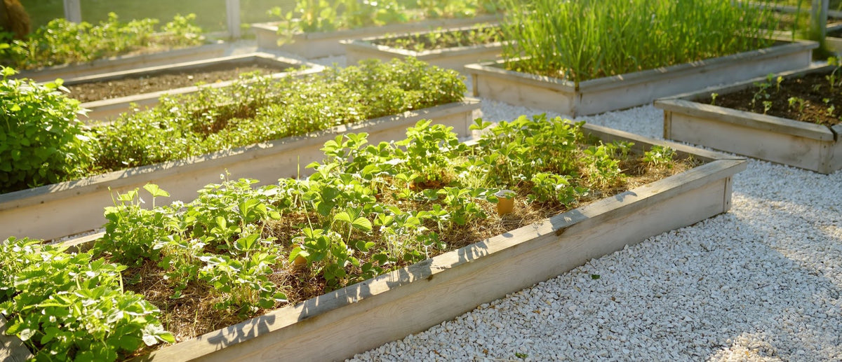 A backyard garden of timber raised beds filled with growing vegetables