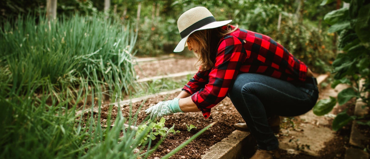 A grower kneeling in a long row of onions on a homestead plot