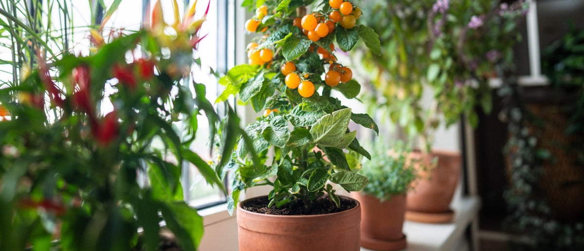Potted herbs, peppers and tomatoes on a sunlit windowsill